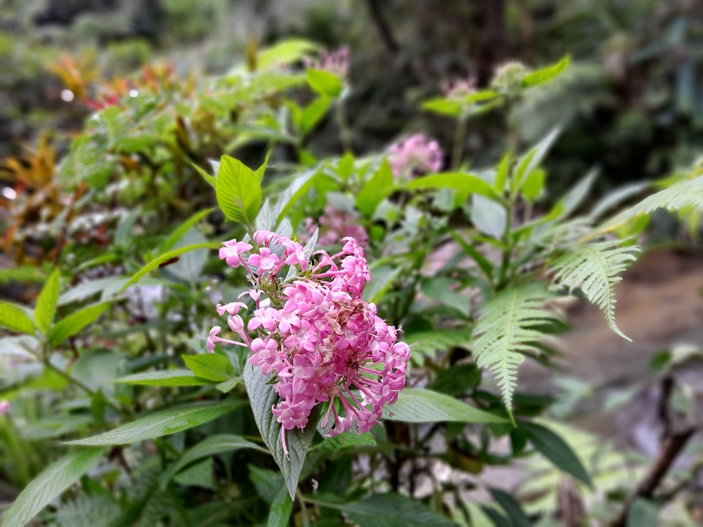 Menyusuri Sungai Luwihaja Hills Dengan Samsung Galaxy A04S 6 20221105 112306 1