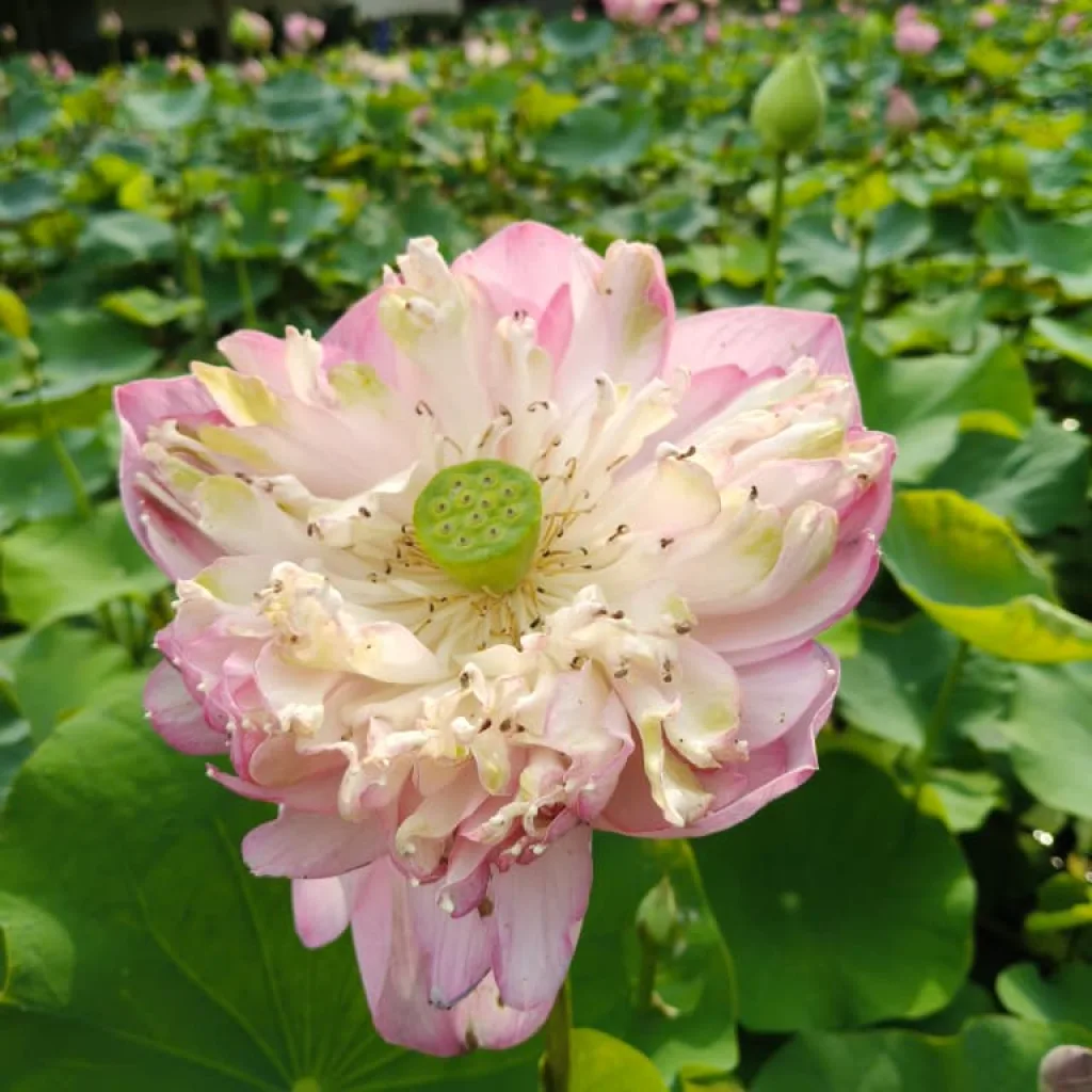 Review Realme 15 5G: Revolusi Foto Siang-Malam, Dual Kamera Ai Jago Foto 24 Jam 15 Realme 15 5G Portrait