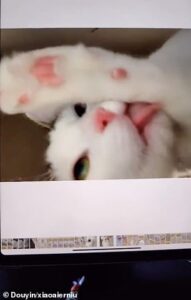 33578030 8768983 Image A 59 1600962299925