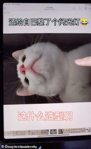 33578032 8768983 The Pet Owner Spotted A Clump Of White Fur On Her Tablet And Dec A 65 1600962411026