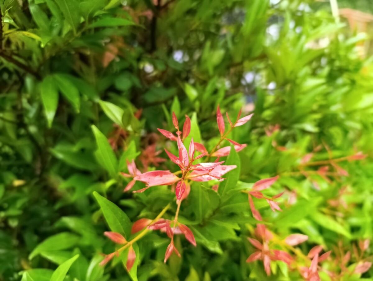 Redmi Note 13 Pro
