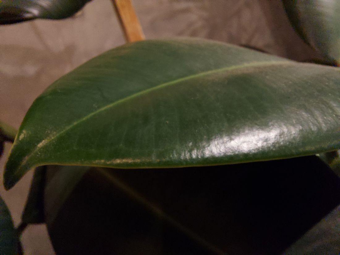 Macro
