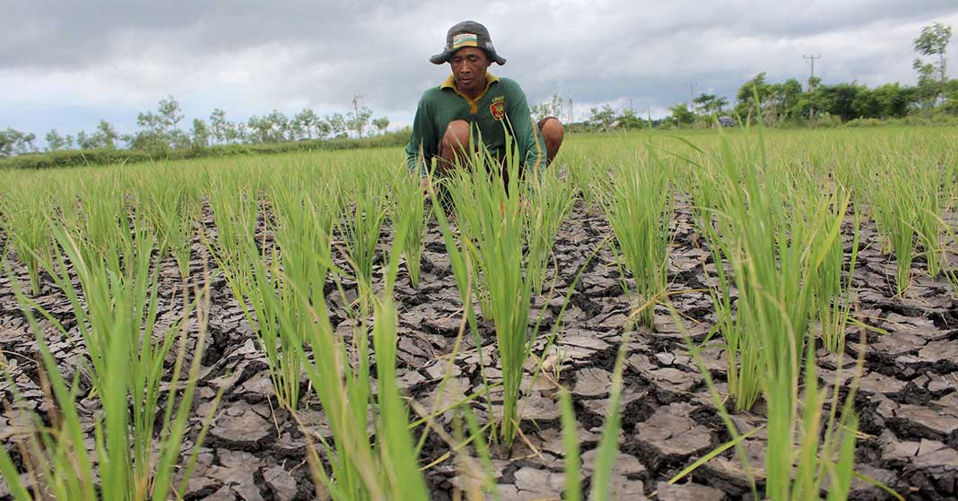 Bantu Para Petani