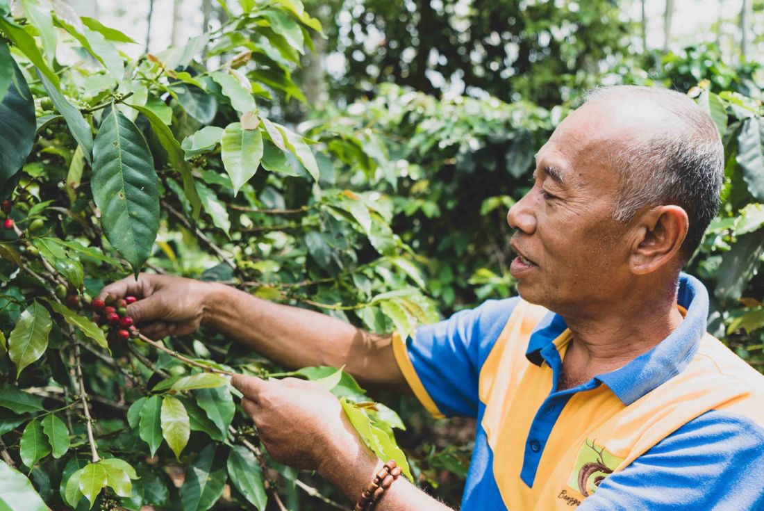 Petani Otten Coffee Bibit Untuk Indonesia 1