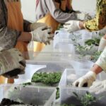 Intip Wisata Edukasi Tanaman Aromatik Khas Indonesia