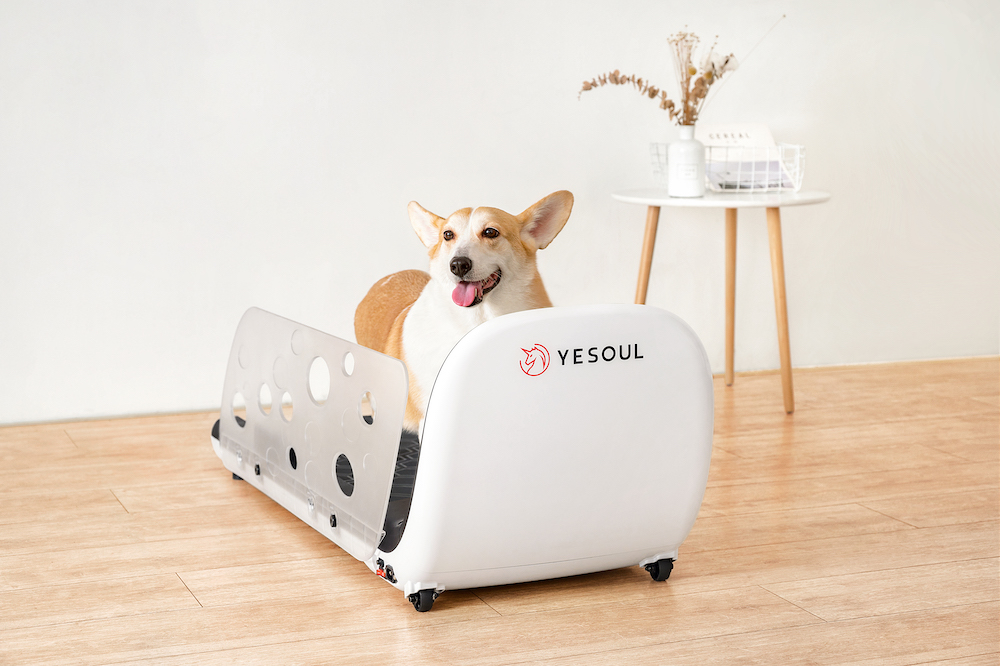 Treadmill Untuk Hewan Peliharaan