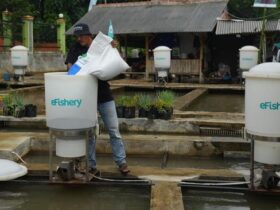 Cfo Efishery Lengser Dari Jabatannya
