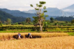 Paddy 237204 1920 Foto Pixabay