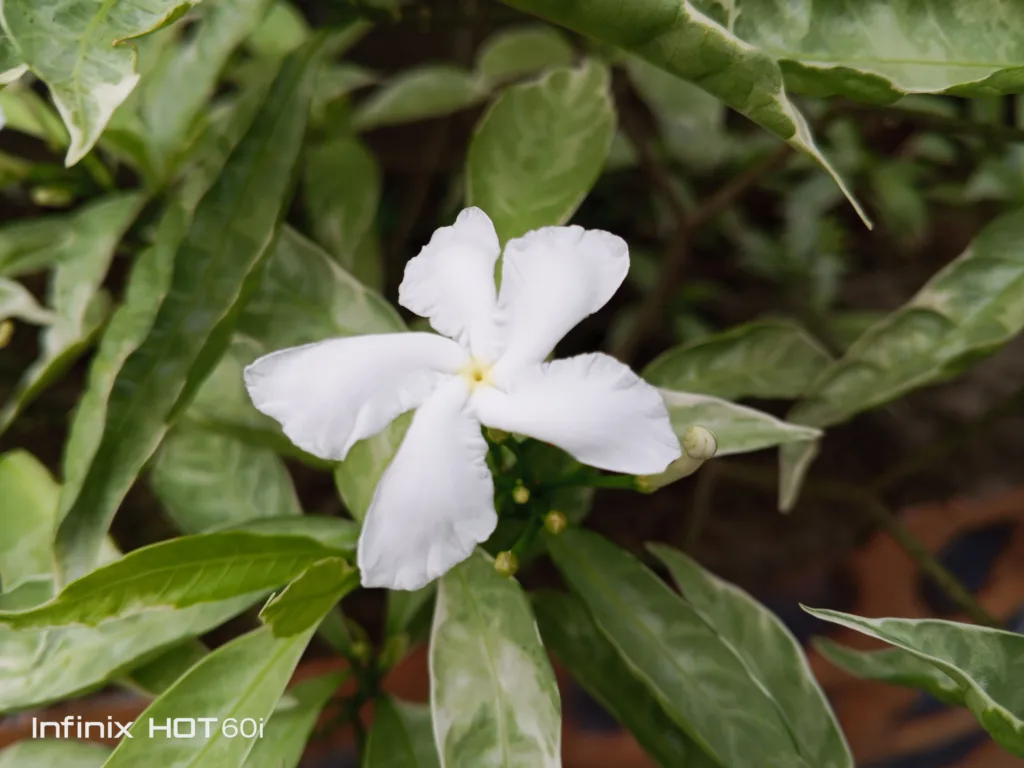 Img 20250707 080440 485